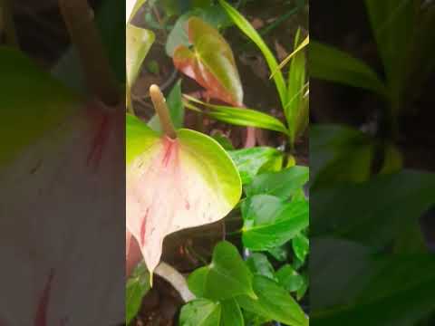 Anthurium #learngardening