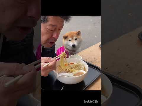 Dog eats delicious meal with daddy