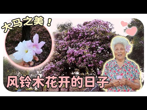 【吃饱后走走】带大家看看我们平时生活的小地方！超美的风铃木和晚霞~