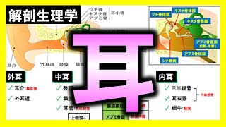 【解剖生理学（感覚器系）】耳の構造