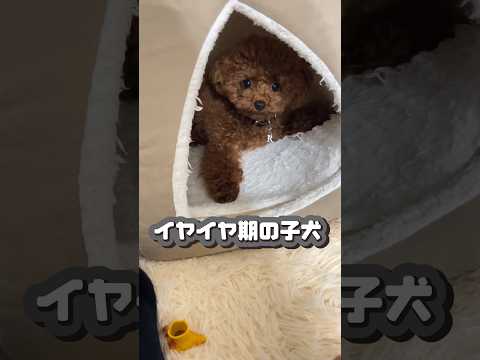 寝たくないと駄々をこねる子犬