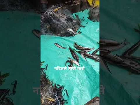 नदीतले ताजे मासे, कणकवली बाजारपेठ #kokan #food #malvan #viral #fish #cooking #fishfry