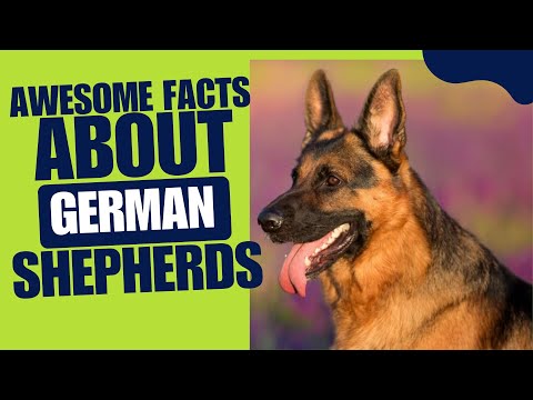 6 Amazing Facts About German Shepherds That Will Surprise You