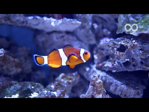 Aquarium Dream 🐠 Relaxing Piano Music and Water Sounds | Sleep Music