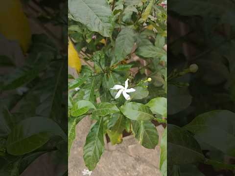 पुरे साल फूल देता है यह jasmin का पौधा 🌱 | Jasmine Plant Flowers | #shorts #trending #viral #jasmine