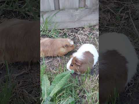 So cute #guineapigs #pets #animals  #豚鼠 #荷兰鼠 #宠物