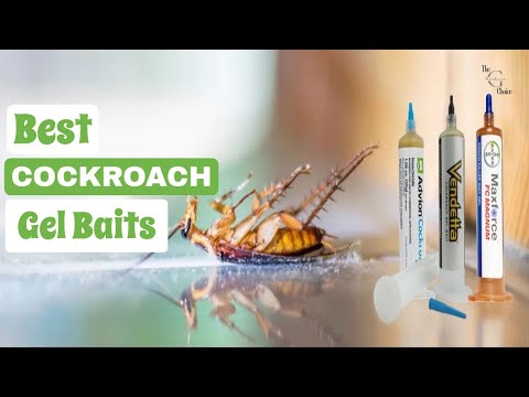 Best Cockroach Gel Baits: Winning the Battle Against Roach Infestations | The Guardians Choice