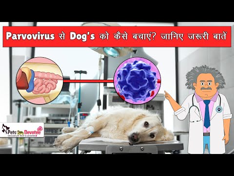 Parvovirus से  Pet Dog को कैसे बचायें ? जानिए जरूरी बातें हर Pet Owner  के लिए