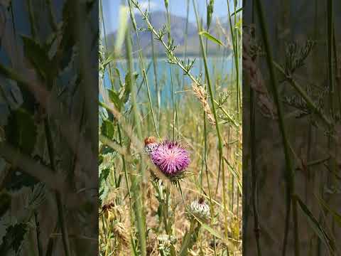 Wild plants in the mountains #plants #wildlife #nature #mountains #herbs