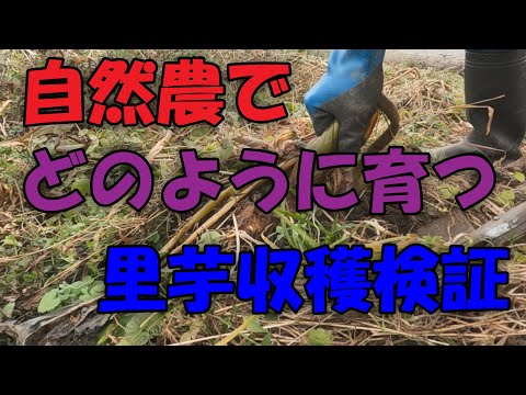 【里芋】自然農でどれだけ育つのか里芋収穫検証