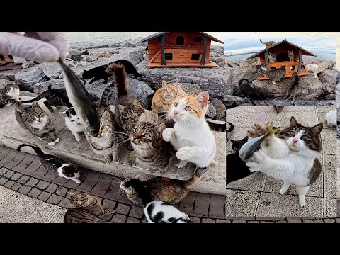 Traditional Christmas Gift for Street Cats