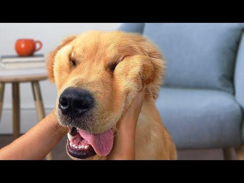 Funny Golden Retriever Dog Compilation NEW