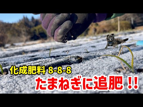 【２月中に急げ(笑)】玉ねぎの追肥 -We fertilize onions-