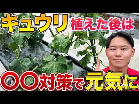 【全滅の可能性あり？】キュウリを植えた後にやっておかなければならない3つの事