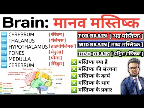 Brain | मानव मस्तिष्क | Structure of Brain | Function of Brain | Cerebrum | Thalamus | Hypothalamus