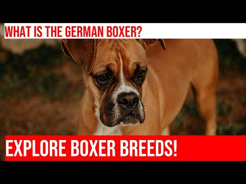 Explore the Differences Between Boxer Breeds and Varieties