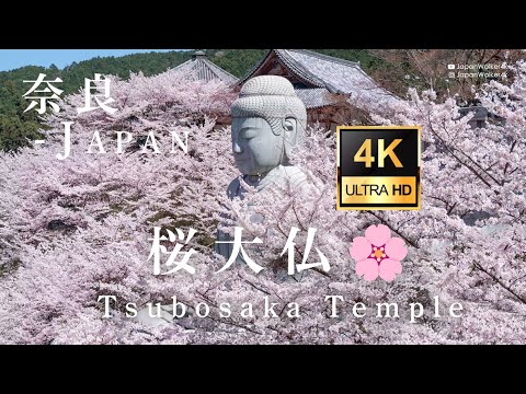 4K Breathtaking Japan "Cherry Blossom Buddha 桜大仏🌸" 壷阪寺 / Bus Travel alone