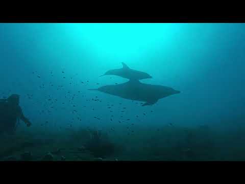 【ダイビング】東京湾でイルカと泳げる！？