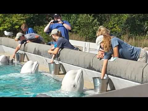 Feeding beluga.