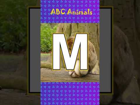 ABC Animals | I J K L M N O P Q #animal #abcd