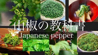 日本の伝統香辛料「山椒」効果•効能、山椒の種類について解説します。