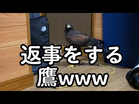 【鷹と会話】人間を鷹と間違えて返事をしてしまう鷹