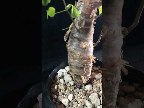 1円スタート 発根済み 灌木 コミフォラ クア Commiphora kua  高さ73cm 希少 出葉済み