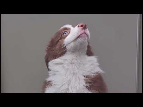 75-day-old Border Collie ☆ Bell # 3 months old