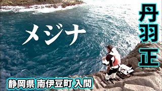 南伊豆で入れ食い状態のメジナ釣りを楽しむ！ 1/2 『ザ・激磯 丹羽正×南伊豆 入間 真冬のメジナ攻略』イントロver.【釣りビジョン】その①