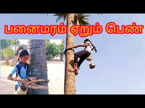 பனைமரம் ஏறும் சிங்க பெண்