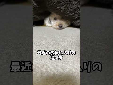 愛犬が行方不明！#トイプードル#犬#shorts