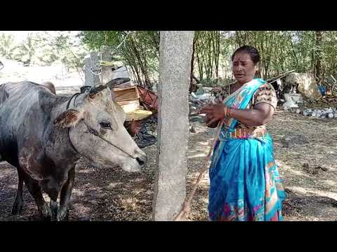 COW RESCUE | கால்வாயில் விழுந்த பசு மாட்டை  தீயணைப்புத் துறையினர் காப்பாற்றிய நெகிழ்ச்சி சம்பவம்