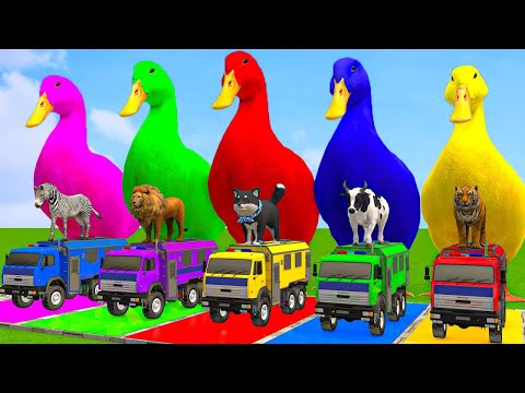 5 Giant Duck Cartoon,Cow,Elephant,Giraffe,Tiger,Lion, Paint Wild Animals Crossing Fountain Animation