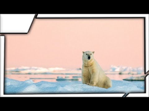 Wrangel Island - The Island of Polar Bears