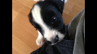 The Evolution of a Field Bred Springer Spaniel