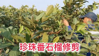 珍珠番石榴修剪技巧：掌握這些，輕鬆調控花期和果期    Pruning tips for pearl guava: master these to easily regulate flowering