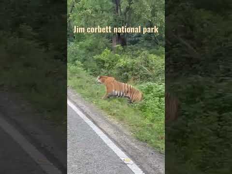 Jim Corbett National Park  Ramnagar Uttarakhand india