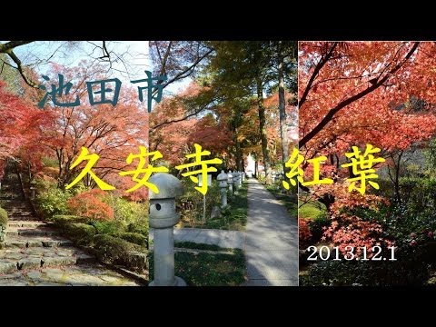 【Kansai Outing Spot】Autumn leaves at Kyuan temple in Ikeda city