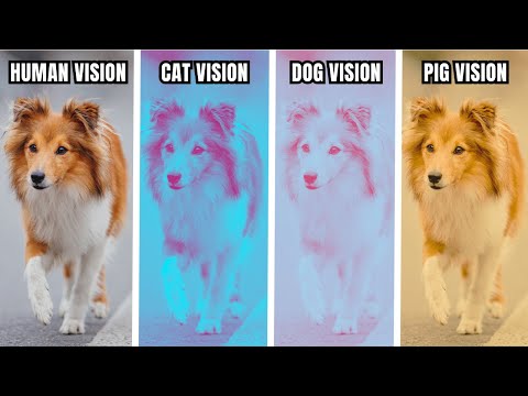 How Dogs, Cats And Other Animals See The World