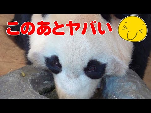 🐼楓浜が魅せる！このあと飼育員さん泣かせの"驚きの行動"😂