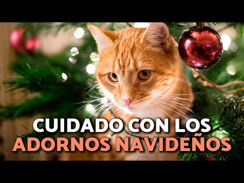 ADORNOS NAVIDEÑOS que pueden MATAR a tu PERRO o GATO 🎄🐱🐶 ¡EVÍTALOS!