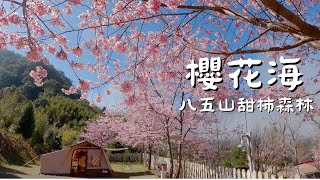 Romantic Cherry Blossom Sea Camping｜Fireside Outdoor Campfire Barbecue｜Traveling with Dogs｜ASMR