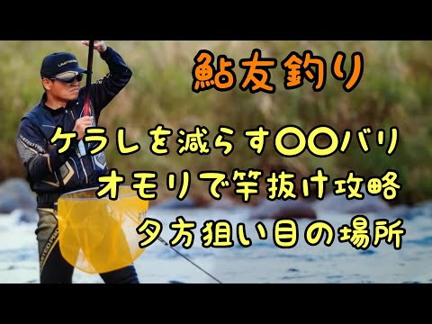 鮎釣り  盛期の長良川 白鳥〜大和地区を釣る【基本から裏技まで解説】