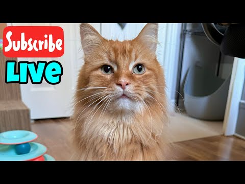 Wednesday Fluff and Whiskers - Live Stream