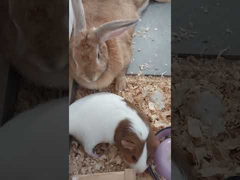 Rabbit and guinea pig make good pets.兔子和豚鼠是很好的宠物