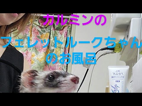 カルミンのフェレットルークちゃんのお風呂