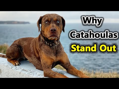 6 WAYS CATAHOULA LEOPARD DOG ARE DIFFERENT FROM OTHER DOGS