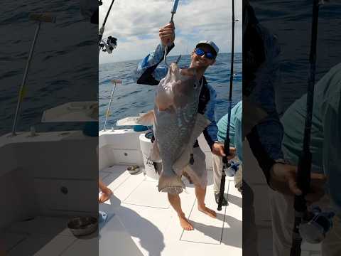 Jumbo Grouper video just went live! THEY WERE HUGE!