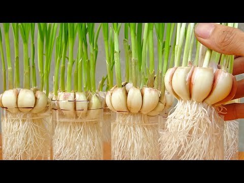 TIMELAPSE: TIPS GARDENING Methods of Propagating Garlic & Purple Onions on the Balcony for Beginners