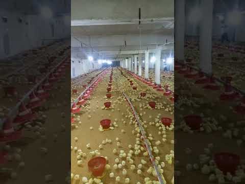 broiler chicks #broilerchickenfarming #poultryfarming #poultrytips #murgipaln #murgifarm